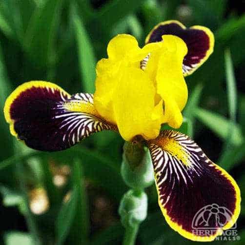 Bumblebee Delite Iris