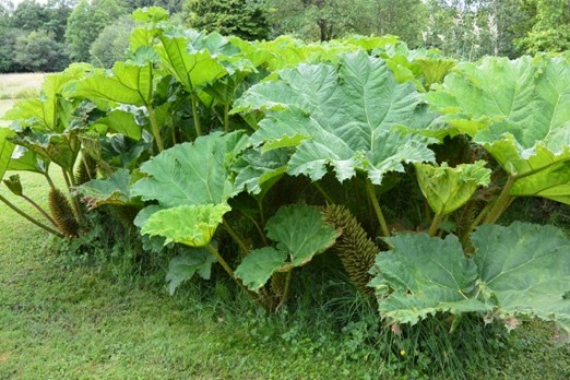 Gunnera