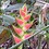 backyardgardener