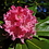 Rhodo