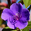 Tibouchina
